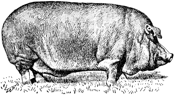 Thechildrensbarnyard